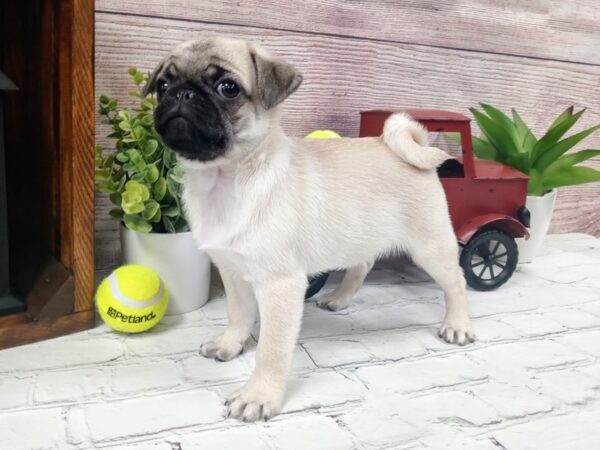 Pug DOG Female Fawn 641 Petland Nashville, Tennessee