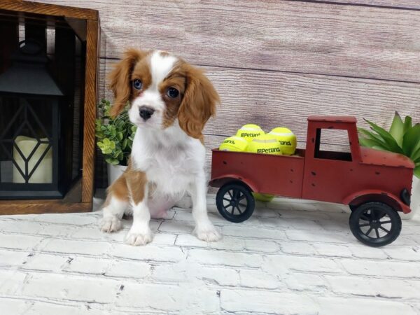 Cavalier King Charles Spaniel-DOG-Male-Blenheim / White-640-Petland Nashville, Tennessee