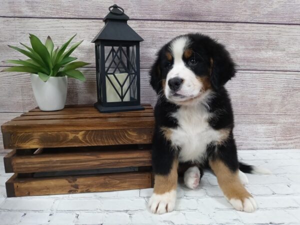 Bernese Mountain Dog-DOG-Male-Tri-656-Petland Nashville, Tennessee