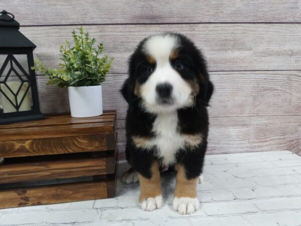 Bernese Mountain Dog DOG Male Tri 657 Petland Nashville, Tennessee