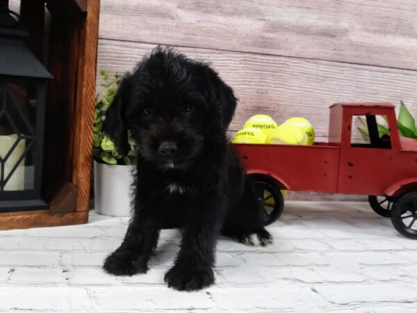 Beagle Poo DOG Male Black 654 Petland Nashville, Tennessee