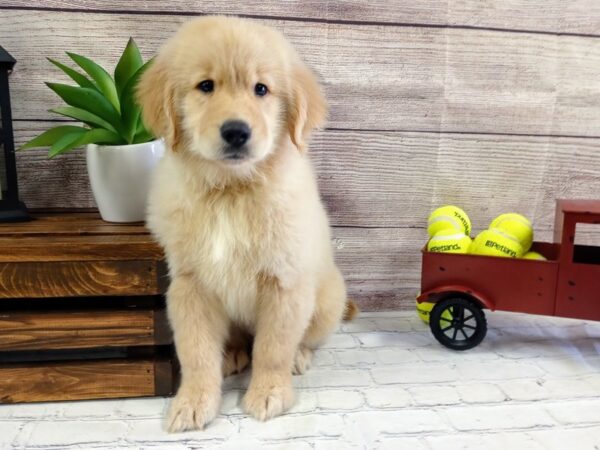 Golden Retriever DOG Male Golden 646 Petland Nashville, Tennessee