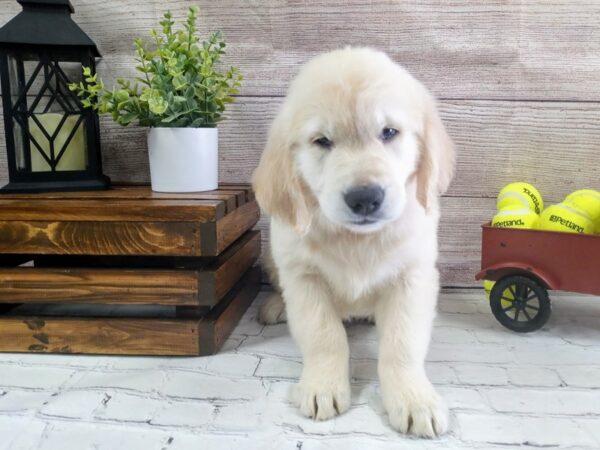 Golden Retriever-DOG-Male-Golden-645-Petland Nashville, Tennessee