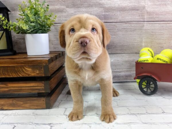 Mini Hippo-DOG-Male-Chocolate-648-Petland Nashville, Tennessee