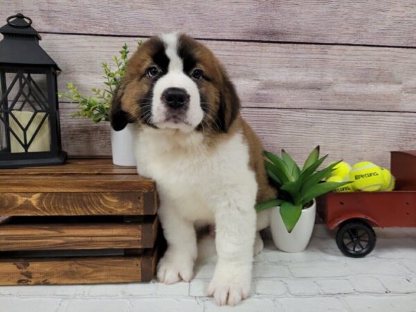 Saint Bernard DOG Male Sable / White 643 Petland Nashville, Tennessee