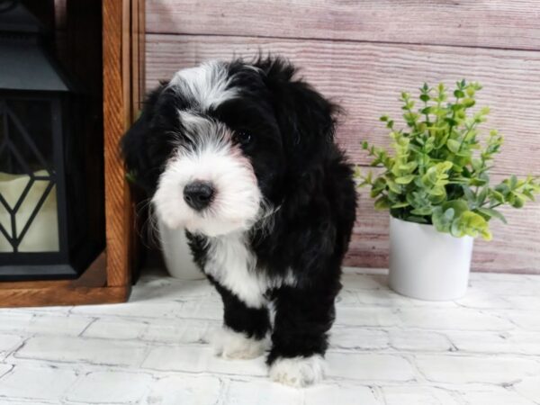 Poo Chon-DOG-Female-Black / White-670-Petland Nashville, Tennessee