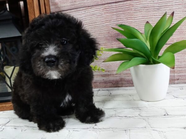 Poo Chon-DOG-Male-Black-671-Petland Nashville, Tennessee