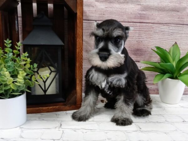 Miniature Schnauzer-DOG-Male-Salt / Pepper-669-Petland Nashville, Tennessee