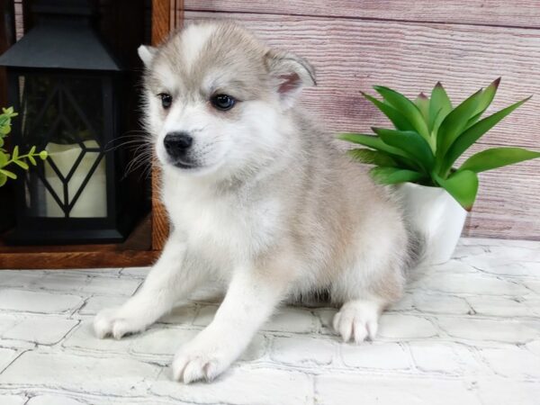 HuskieMo-DOG-Female-Black / White-667-Petland Nashville, Tennessee