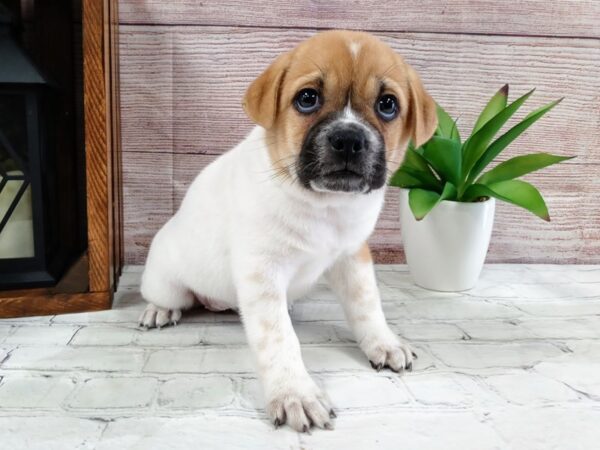 Borio DOG Female Fawn / White 668 Petland Nashville, Tennessee