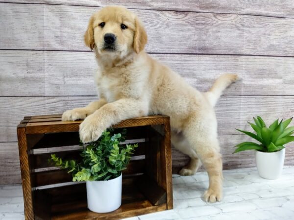 Golden Retriever-DOG-Male-Gold-666-Petland Nashville, Tennessee