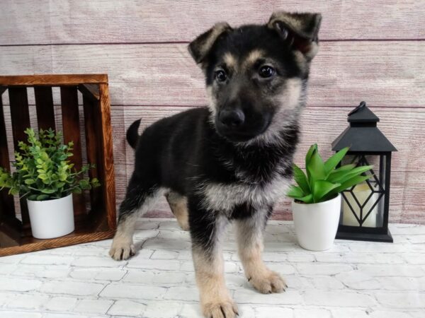 German Shepherd Dog DOG Female Black / Tan 662 Petland Nashville, Tennessee