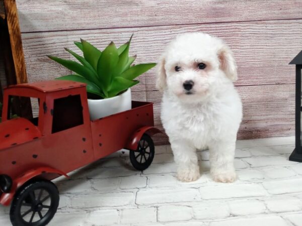 Poo Chon-DOG-Male-Cream / White-680-Petland Nashville, Tennessee