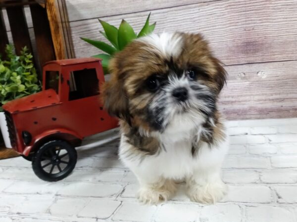 Shih Tzu-DOG-Female-Brown / White-688-Petland Nashville, Tennessee
