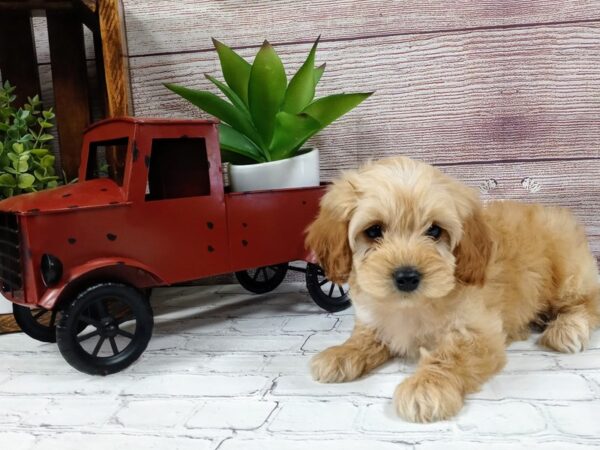 IrishDoodle-DOG-Male-RED-686-Petland Nashville, Tennessee