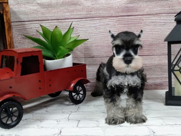 Miniature Schnauzer-DOG-Male-Salt / Pepper-681-Petland Nashville, Tennessee