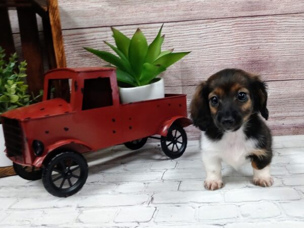 Dachshund DOG Female TRI 678 Petland Nashville, Tennessee