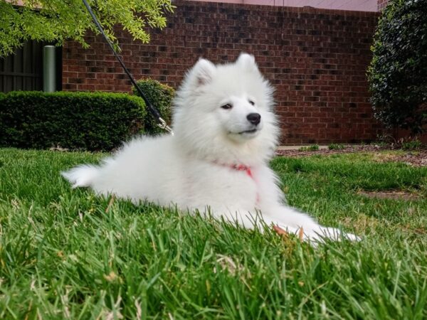 Samoyed-DOG-Female-White-629-Petland Nashville, Tennessee