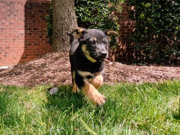 Shepsky-DOG-Male-Sable / Black-689-Petland Nashville, Tennessee