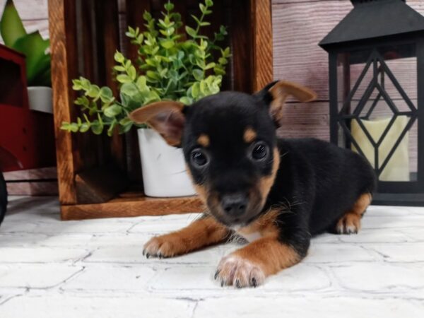 Ratshire Terrier DOG Female Black / Tan 691 Petland Nashville, Tennessee