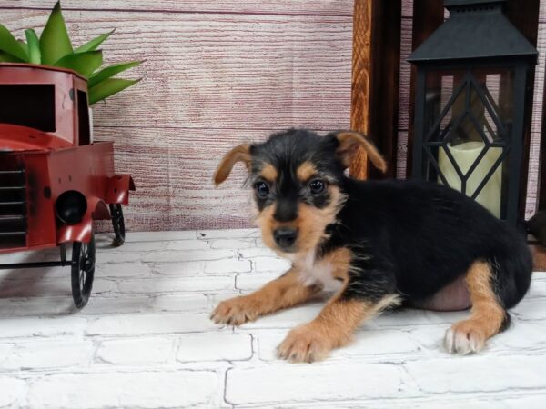 Ratshire Terrier-DOG-Female-Black / Tan-692-Petland Nashville, Tennessee