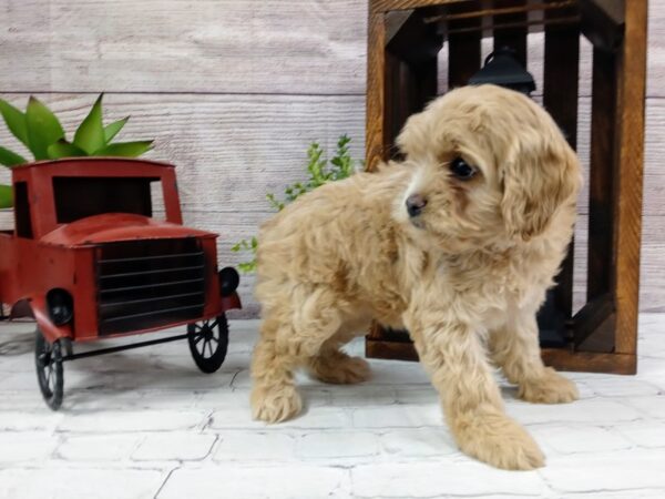 Cock A Poo-DOG-Female-Tan-693-Petland Nashville, Tennessee