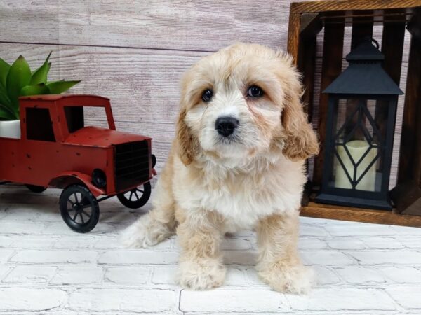 Cava Chon-DOG-Male-Cream-699-Petland Nashville, Tennessee