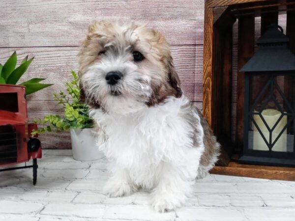 Teddy Bear-DOG-Female-Brown / White-633-Petland Nashville, Tennessee