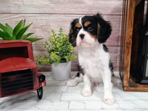 Cavalier King Charles Spaniel DOG Male Tri 708 Petland Nashville, Tennessee