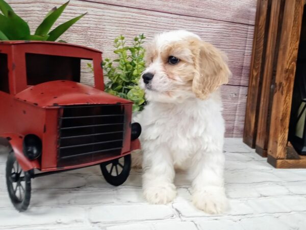 Cava Chon-DOG-Male-Blenheim-707-Petland Nashville, Tennessee