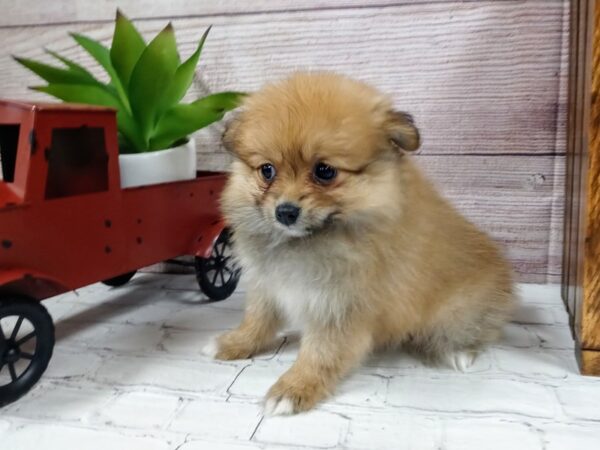 Pomeranian-DOG-Female-Brown-711-Petland Nashville, Tennessee
