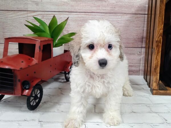 Poo Chon DOG Female Red / White 709 Petland Nashville, Tennessee