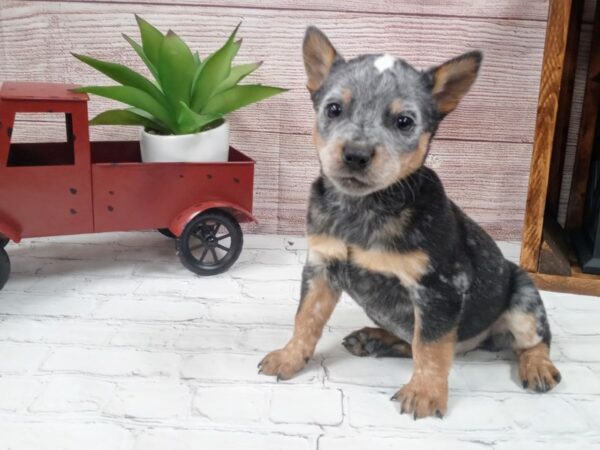 Heeler-DOG-Female-Blue-714-Petland Nashville, Tennessee