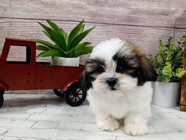 Shih Tzu-DOG-Male--720-Petland Nashville, Tennessee