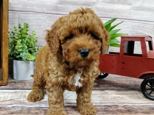 Mini Goldendoodle-DOG-Male-Red-723-Petland Nashville, Tennessee