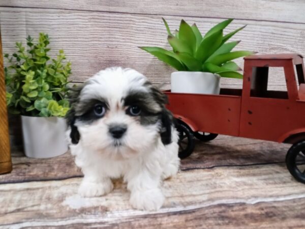 Shih Tzu DOG Female Brown / White 728 Petland Nashville, Tennessee