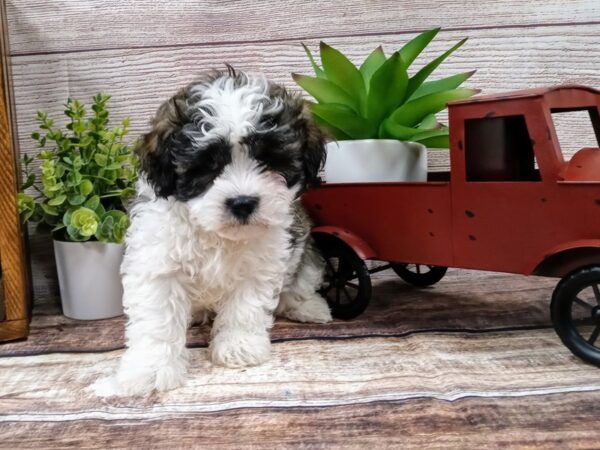 Teddy Bear DOG Male Brown / White 727 Petland Nashville, Tennessee