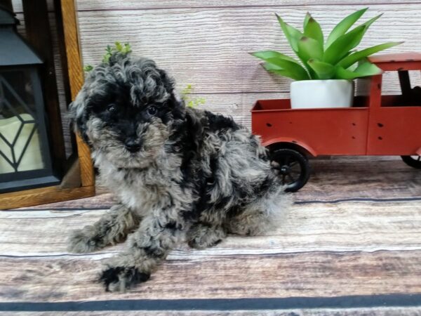 Mini Goldendoodle-DOG-Male-Blue Merle-736-Petland Nashville, Tennessee