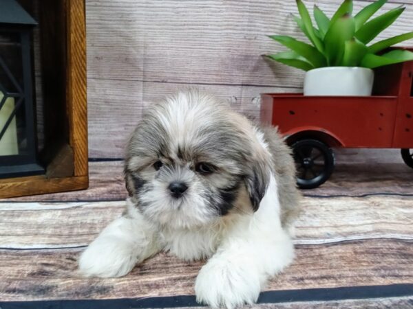 Shih Tzu-DOG-Male-Gold / White-737-Petland Nashville, Tennessee