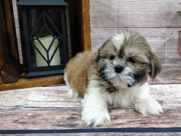 Shih Tzu-DOG-Male-Gold / White-738-Petland Nashville, Tennessee