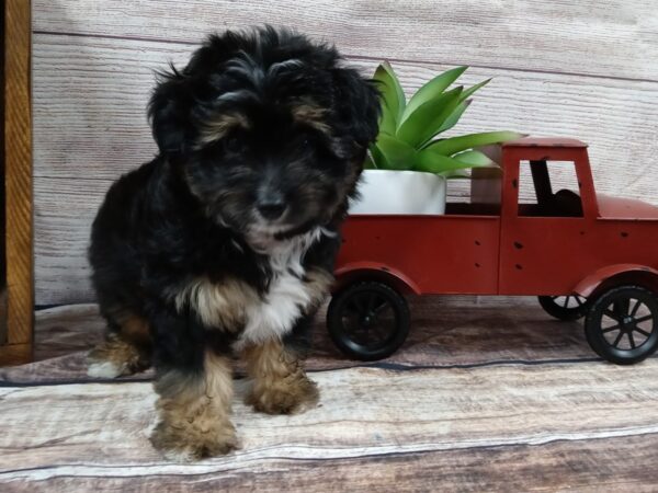 Aussiepoo-DOG-Male-Black / Tan-731-Petland Nashville, Tennessee