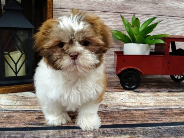 Shih Tzu-DOG-Male-Brown / White-739-Petland Nashville, Tennessee