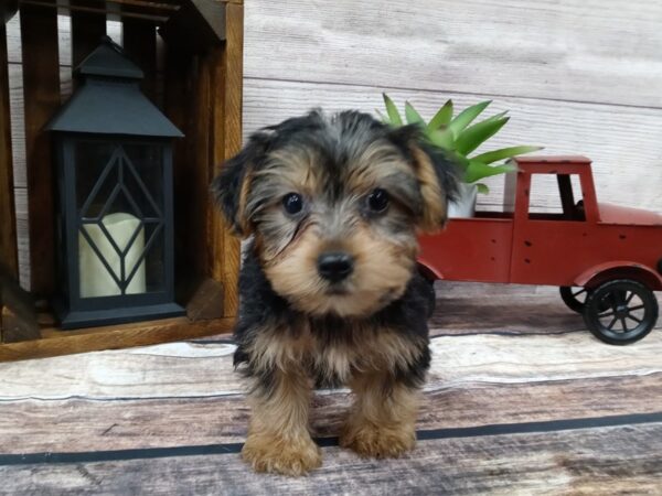 Yorkshire Terrier DOG Male Black / Tan 741 Petland Nashville, Tennessee