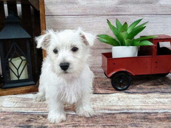 West Highland White Terrier-DOG-Male-White-742-Petland Nashville, Tennessee