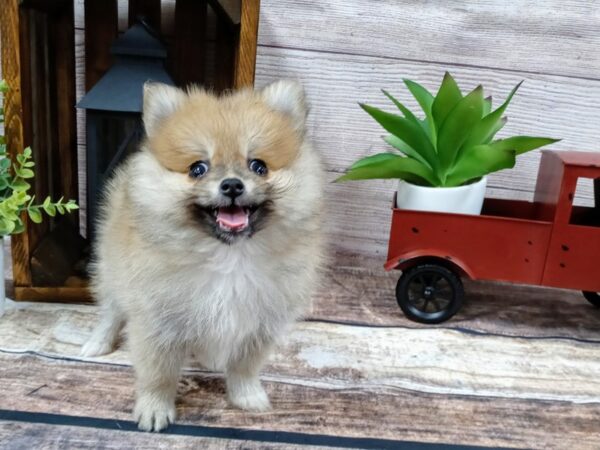 Pomeranian DOG Male Red Merle 754 Petland Nashville, Tennessee
