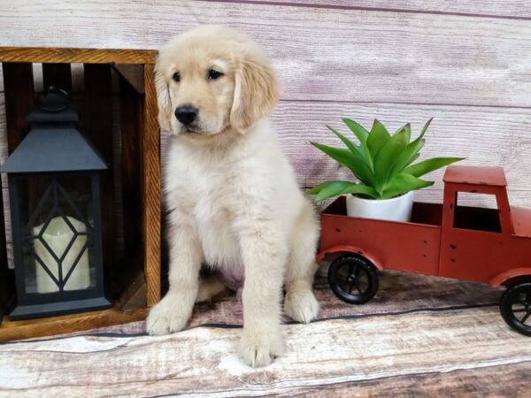 Golden Retriever-DOG-Male-Gold-746-Petland Nashville, Tennessee