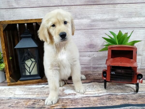 Golden Retriever DOG Male Gold 745 Petland Nashville, Tennessee