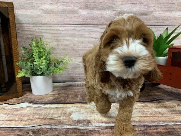 Cockapoo DOG Male Red / White 752 Petland Nashville, Tennessee