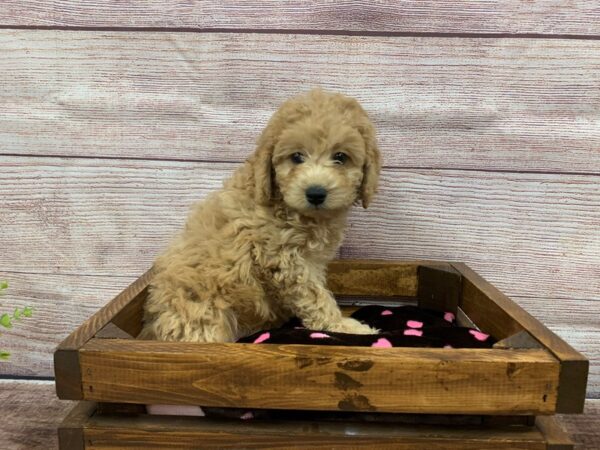Poo Chon-DOG-Male-Red-751-Petland Nashville, Tennessee