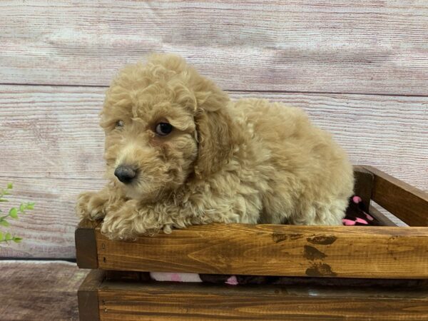Cockadoodle-DOG-Female-Red-756-Petland Nashville, Tennessee